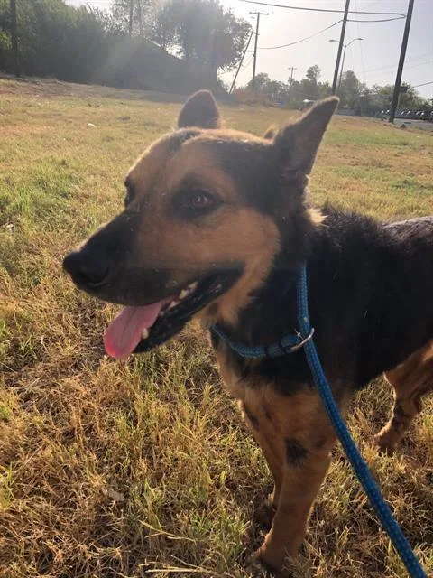 An adult large-sized male Mixed Breed dog named Eugene for adoption in Dallas, TX
