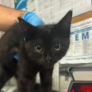 A baby medium-sized female Black Domestic Short Hair cat named Mandy for adoption in Bolivar, MO
