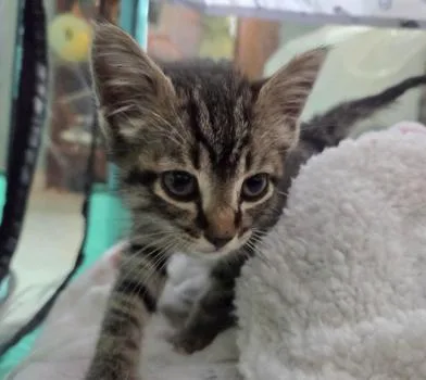A baby medium-sized male Tabby (Brown / Chocolate) Domestic Short Hair cat named Slim Jim for adoption in Liverpool, TX