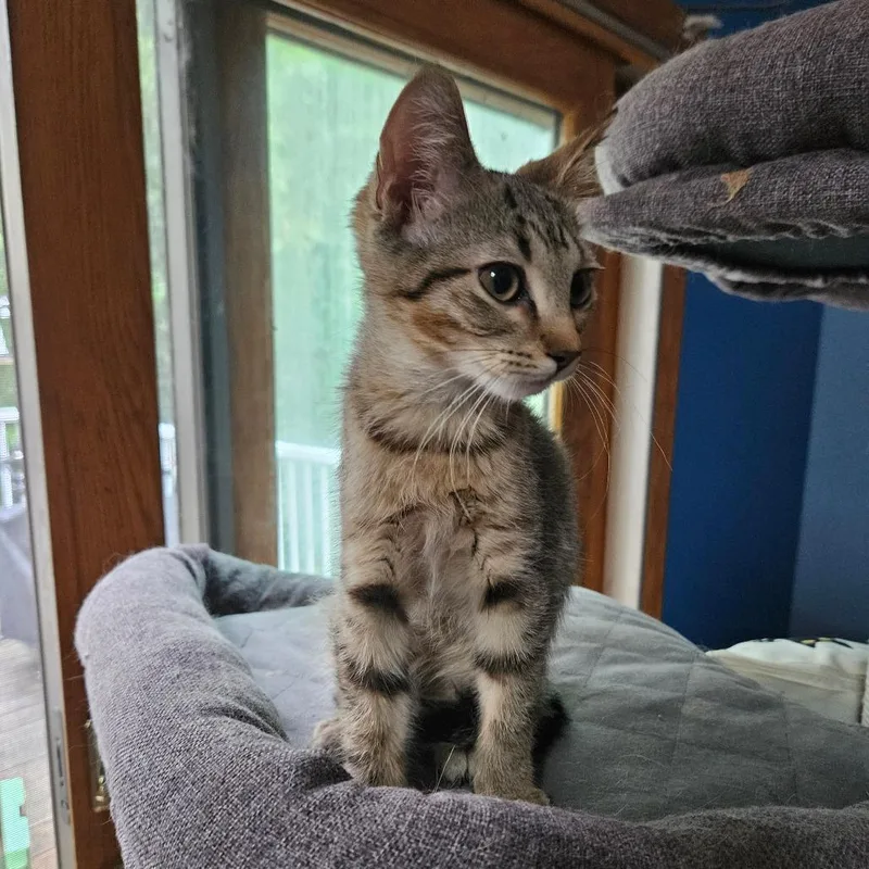 A baby small-sized male Brown / Chocolate Domestic Short Hair cat named Paul for adoption in Grand Rapids, MN