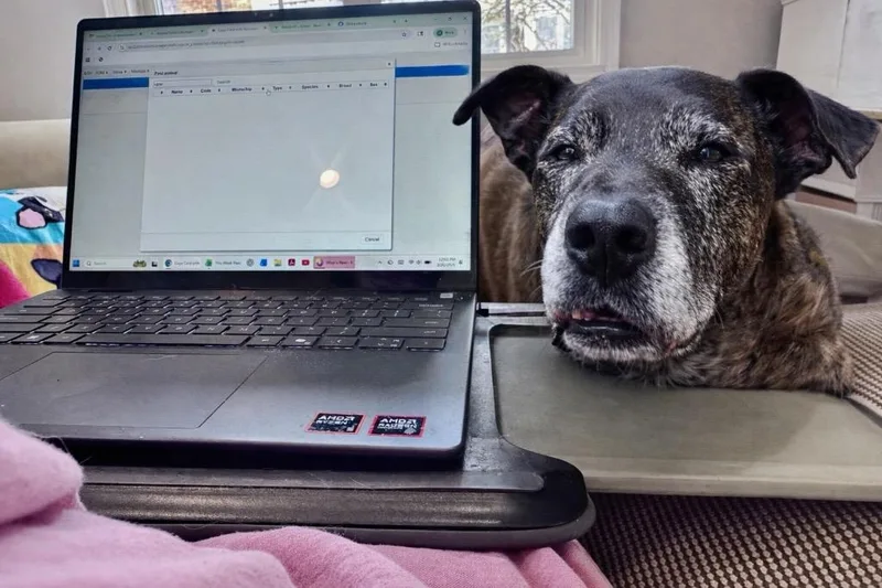 Fred   Pembroke thumbnail 2