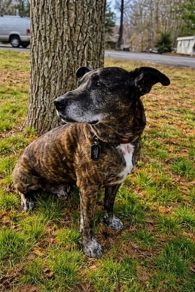 Fred   Pembroke thumbnail 4