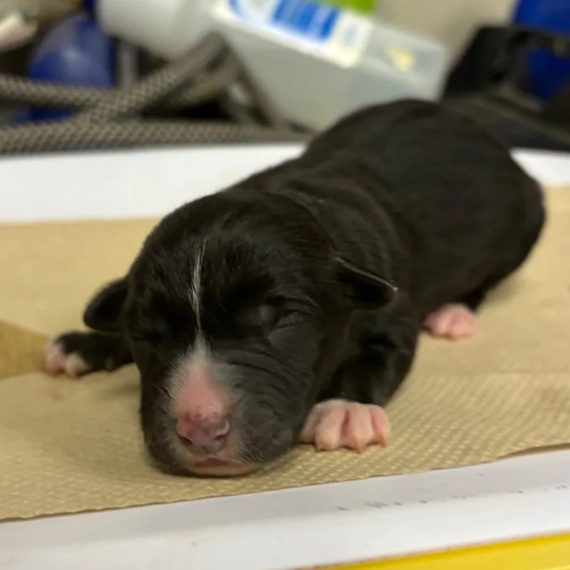 A baby small-sized female Black Husky dog named Violet for adoption in Yuma, AZ