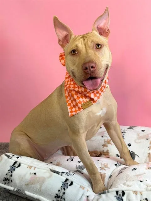 A young medium-sized female Boxer dog named Bing for adoption in Omaha, NE