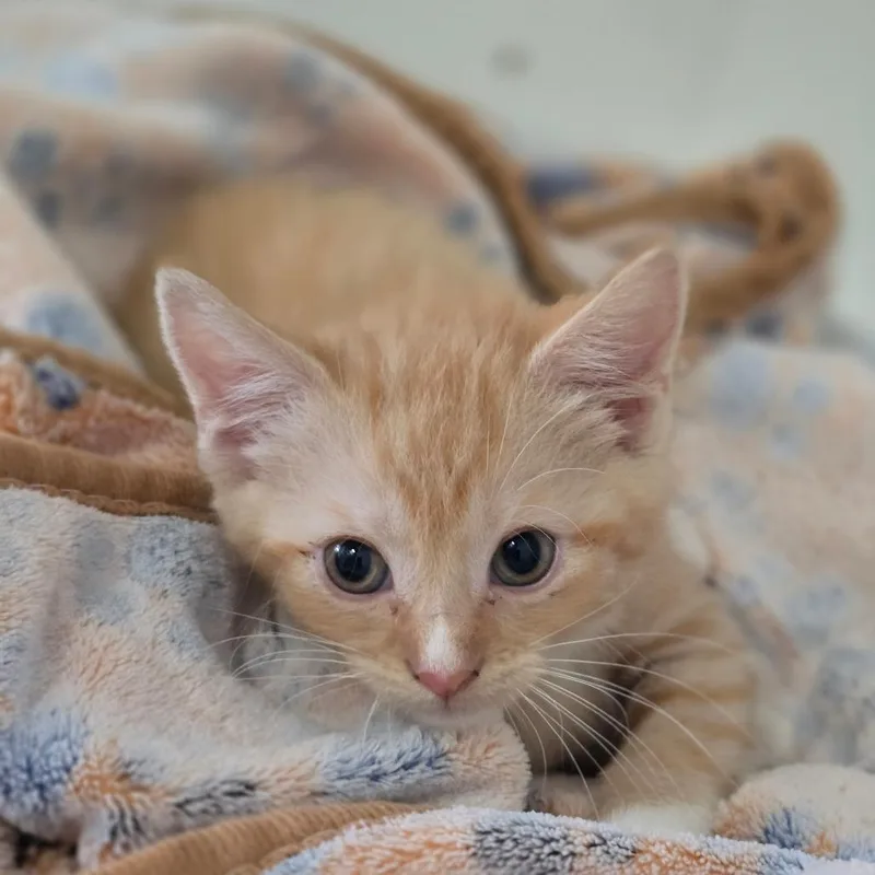 A baby small-sized female Orange / Red Domestic Short Hair cat named Clementine for adoption in Elizabeth City, NC