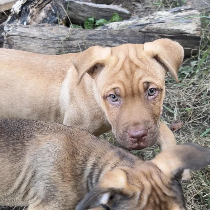 A baby large-sized male Yellow / Tan / Blond / Fawn Mixed Breed dog named Charlie Brown for adoption in Kansas City, MO