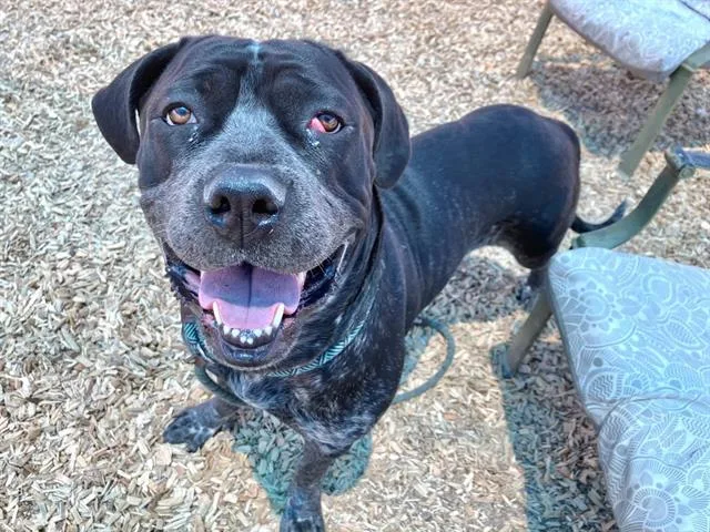 An adult large-sized female Cane Corso dog named Majesty for adoption in Albuquerque, NM