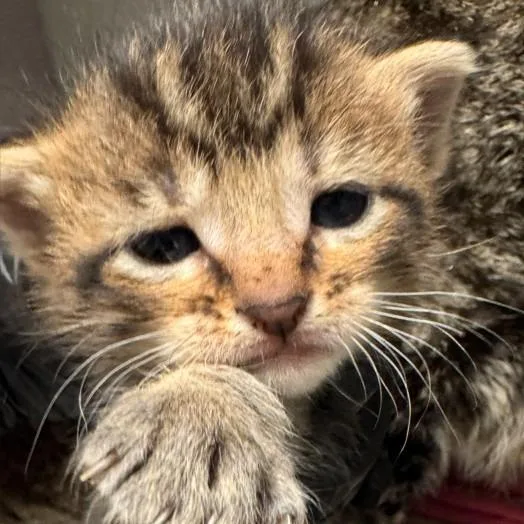 A baby small-sized male Domestic Short Hair cat named Niko for adoption in Cedar Rapids, IA