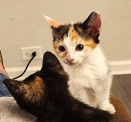 A baby small-sized female White Domestic Short Hair cat named Loretta for adoption in Kansas City, MO