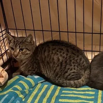 An adult medium-sized male Brown / Chocolate Domestic Short Hair cat named Ralphie for adoption in Philadelphia, PA