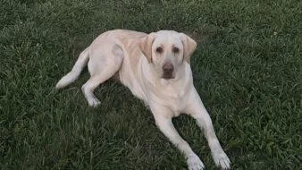 An adult large-sized female Labrador Retriever dog named Lilly for adoption in West Chester, PA