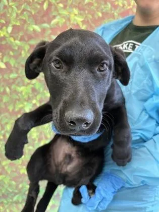 An adult medium-sized male Labrador Retriever dog named Prince for adoption in San Antonio, TX