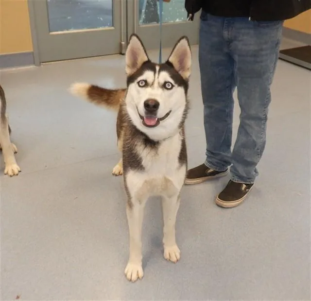 A young large-sized female Siberian Husky dog named Rigatoni for adoption in San Jose, CA
