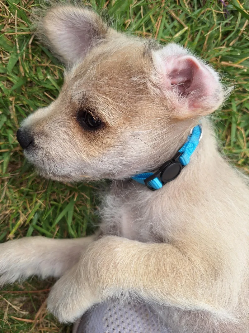 A baby small-sized male Terrier dog named Brutus for adoption in Corona, CA
