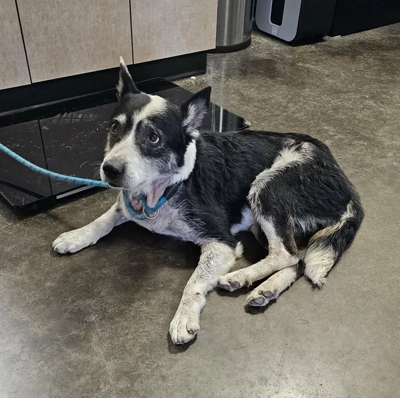 Found Stray: Leia