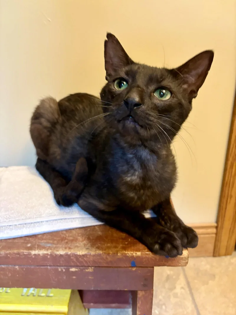 An adult medium-sized male Black Domestic Short Hair cat named Nelson for adoption in Wheaton, IL