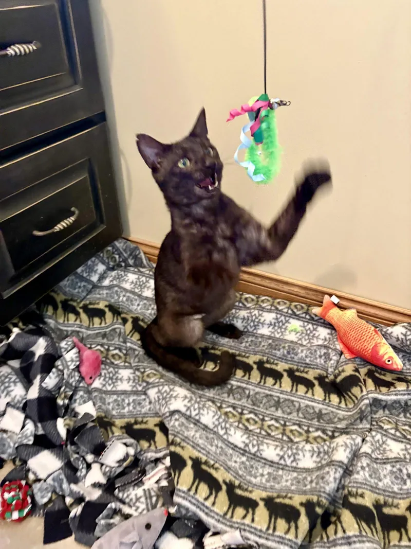Nelson thumbnail 2