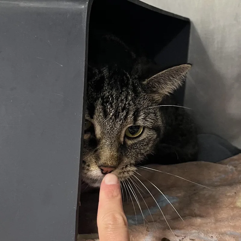 An adult large-sized female Brown / Chocolate Domestic Short Hair cat named Bella for adoption in Chicago, IL