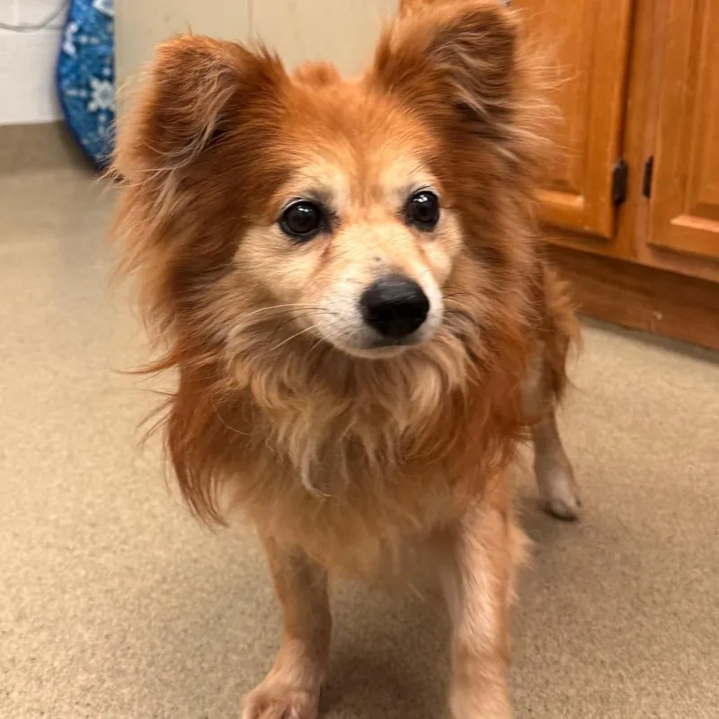 A senior small-sized male Red / Chestnut / Orange Mixed Breed dog named Fajita for adoption in Birdsboro, PA