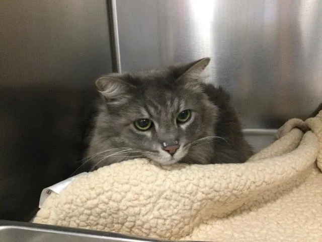 An adult small-sized male Domestic Medium Hair cat named A for adoption in Thousand Palms, CA