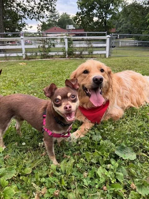 An adult medium-sized male Chihuahua dog named Greg for adoption in Dedham, MA