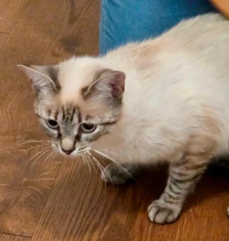 A young small-sized female Tabby (Gray / Blue / Silver) Siamese cat named Laundry Basket for adoption in Marshall, NC