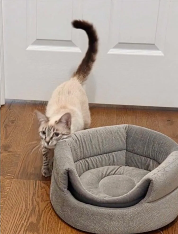 Laundry Basket thumbnail 2