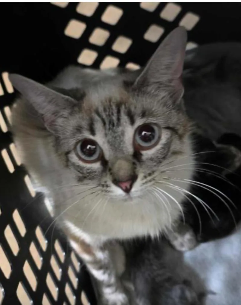 Laundry Basket thumbnail 3