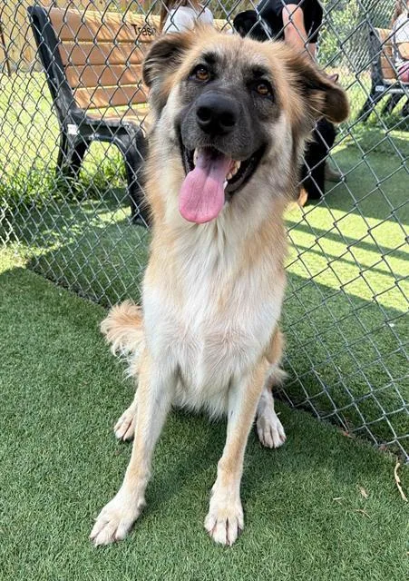 A young medium-sized female Mixed Breed dog named Aniyah for adoption in Columbia, SC