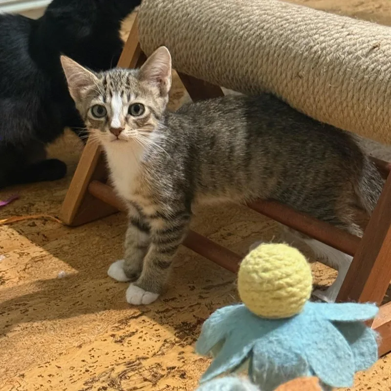 A baby small-sized female Tabby (Orange / Red) Domestic Short Hair cat named Sage & Maple BONDED for adoption in Boca Raton, FL