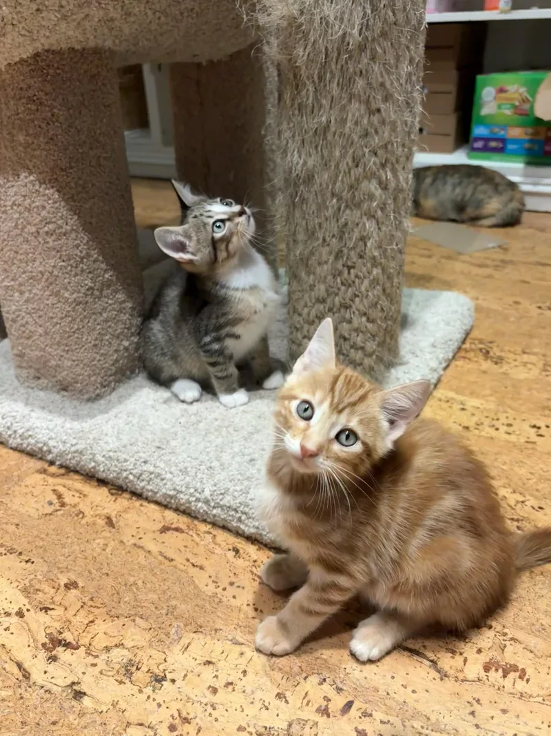 Sage & Maple BONDED thumbnail 6