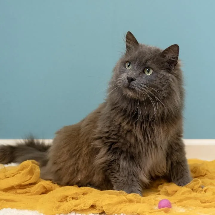 An adult large-sized male Gray / Blue / Silver Domestic Long Hair cat named Captain for adoption in Pekin, IL