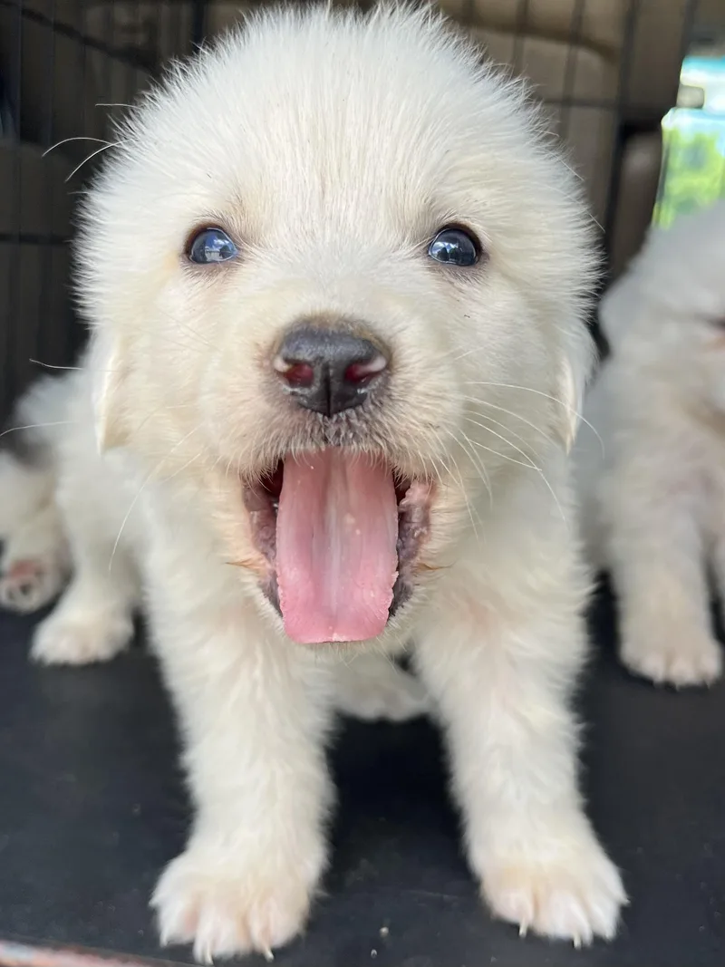 Pineapple thumbnail 2