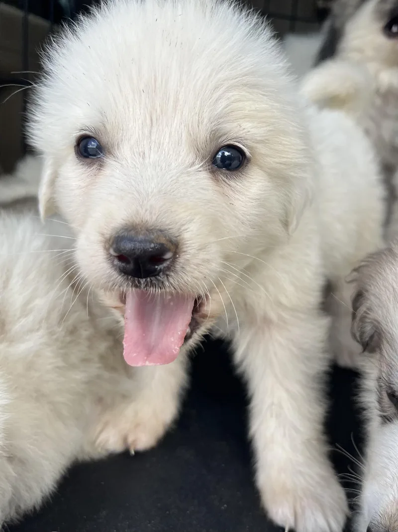 Pineapple thumbnail 3