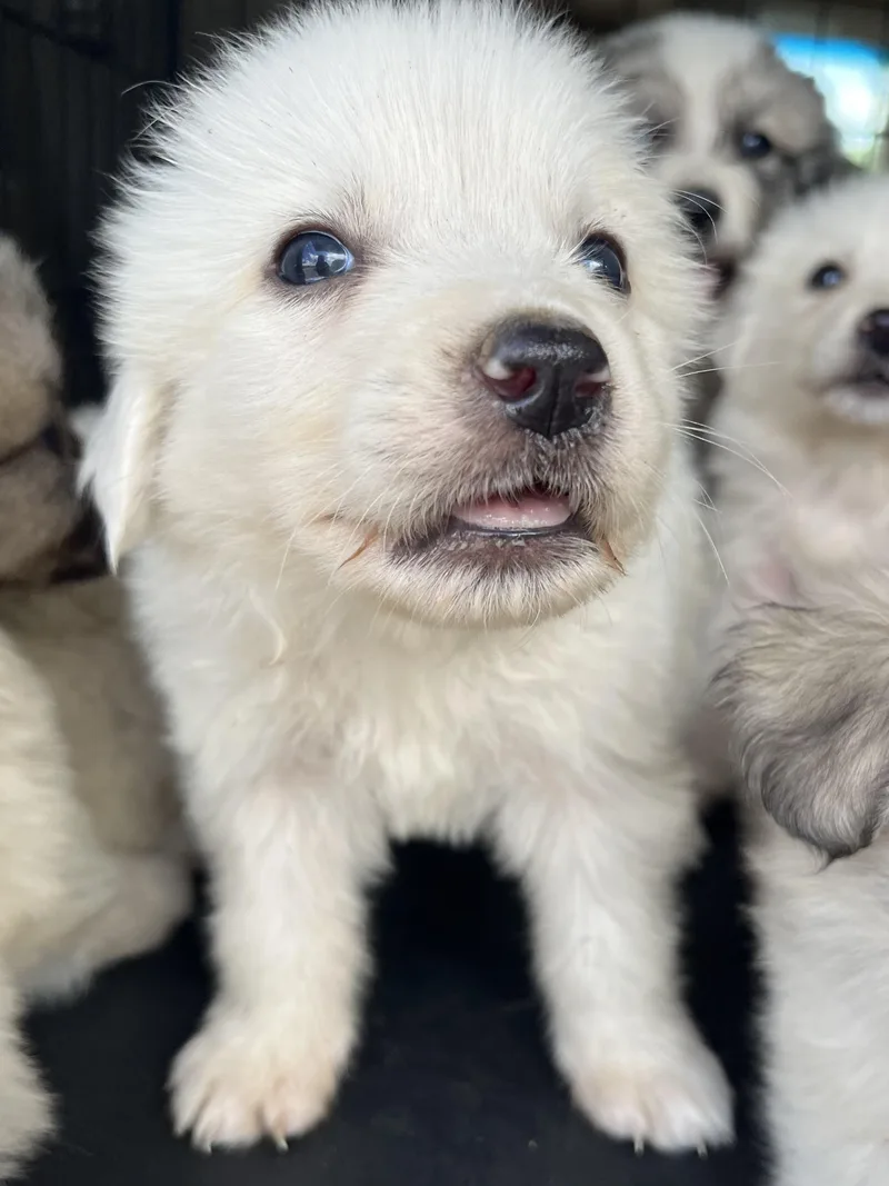 Pineapple thumbnail 4