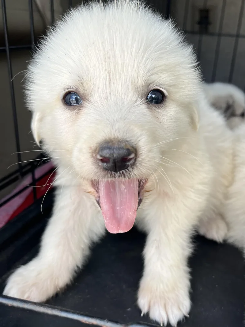 Pineapple thumbnail 5