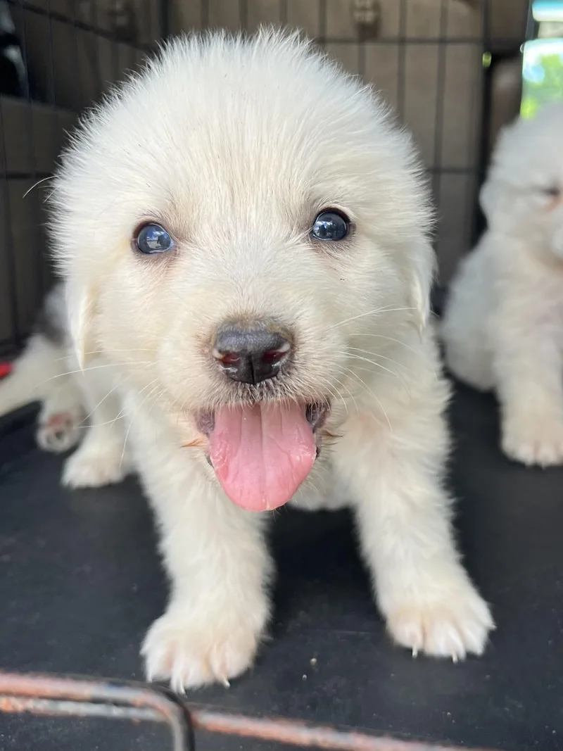 Pineapple thumbnail 6