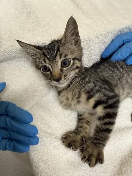 A baby small-sized male Domestic Short Hair cat named Buttons for adoption in Honolulu, HI