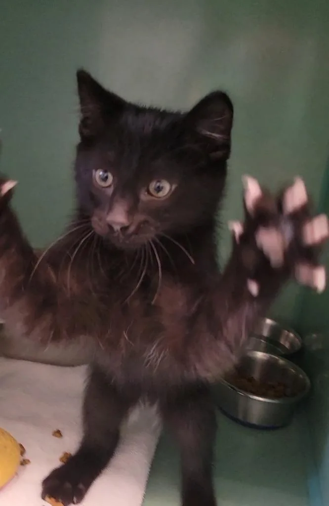 A baby medium-sized male Domestic Short Hair cat named Dusky for adoption in Sandusky, OH