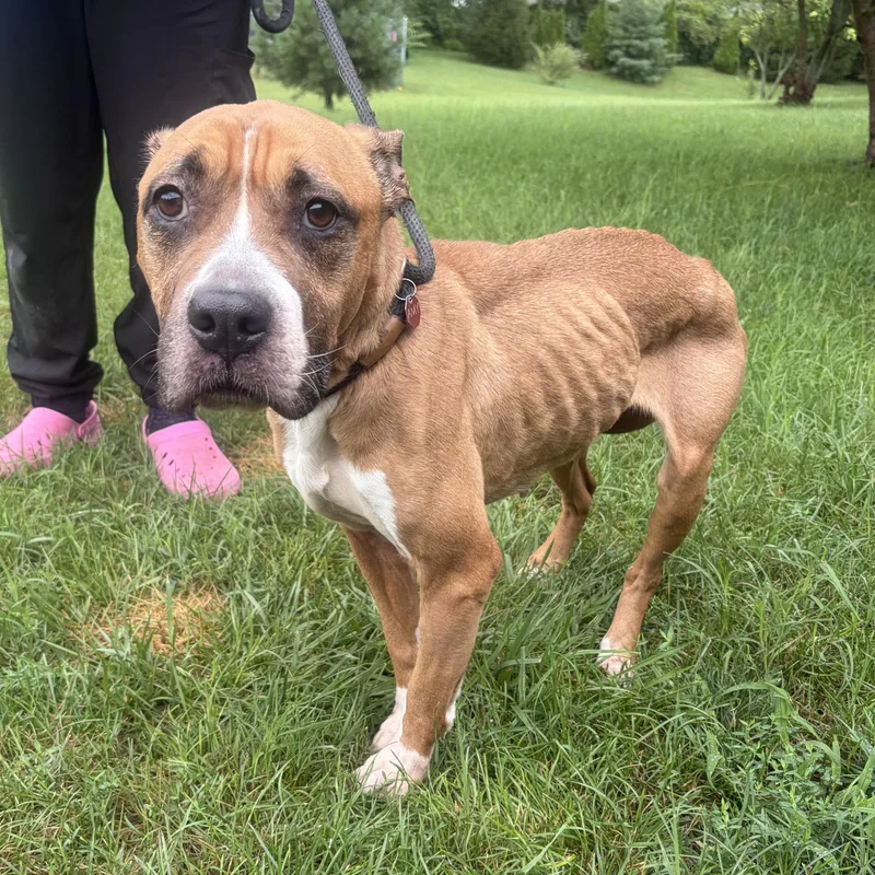 A senior medium-sized female Yellow / Tan / Blond / Fawn Mixed Breed dog named Queen for adoption in Mishawaka, IN