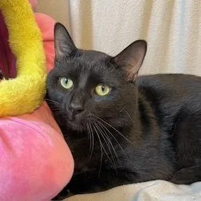 A young large-sized male Domestic Short Hair cat named Bloomers for adoption in Minneapolis, MN