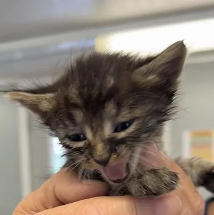 A baby medium-sized female Domestic Short Hair cat named Brielle for adoption in West Memphis, AR