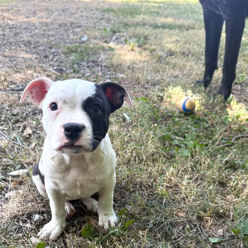 A baby medium-sized female White / Cream Pit Bull Terrier dog named Poppy for adoption in Smithfield, NC