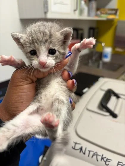 A baby small-sized female Domestic Short Hair cat named Stony for adoption in Atlanta, GA