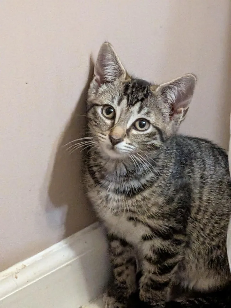 A baby medium-sized male Domestic Short Hair cat named Rex for adoption in Ontario, NY