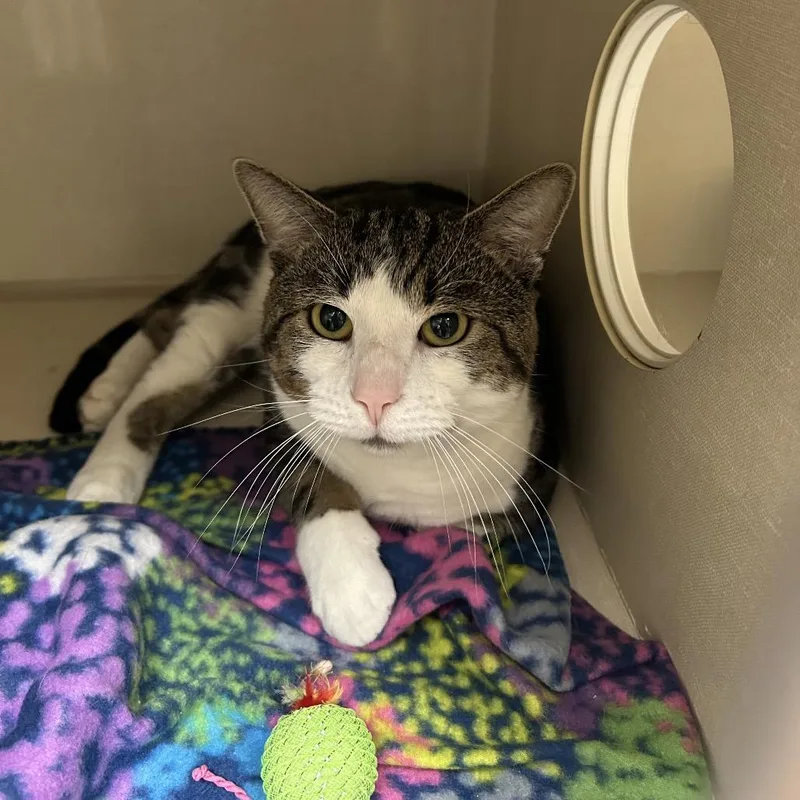 An adult small-sized male Domestic Short Hair cat named Tractor for adoption in Conway, NH