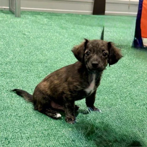 A baby small-sized male Chihuahua dog named Zenvo for adoption in Henderson, NV