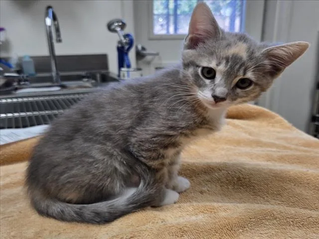 A baby small-sized female Domestic Short Hair cat named Mosaic for adoption in Norco, CA