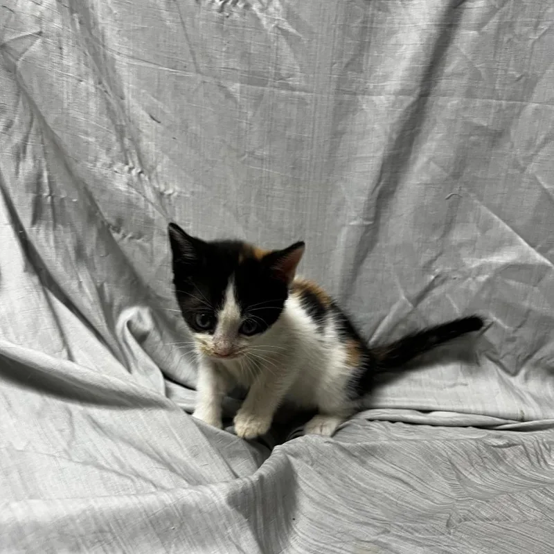 A baby small-sized female Calico Domestic Short Hair cat named Jellybean for adoption in Raleigh, NC