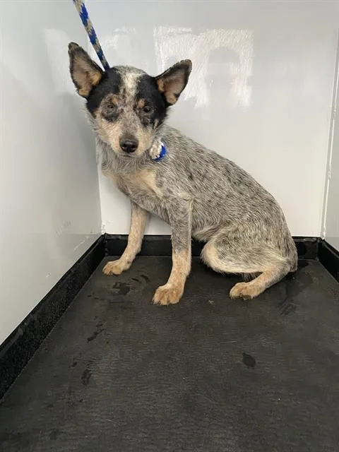 A young medium-sized female Australian Cattle Dog / Blue Heeler dog named Sadie for adoption in Bakersfield, CA